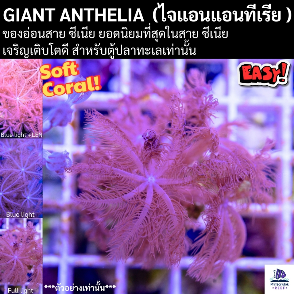 Giant Anthelia (ไจแอนแอนทีเรีย) Softcoral สายพริ้วไหว ของอ่อนที่ทน ตกแต่ง ตู้ปลาทะเลสวยงาม
