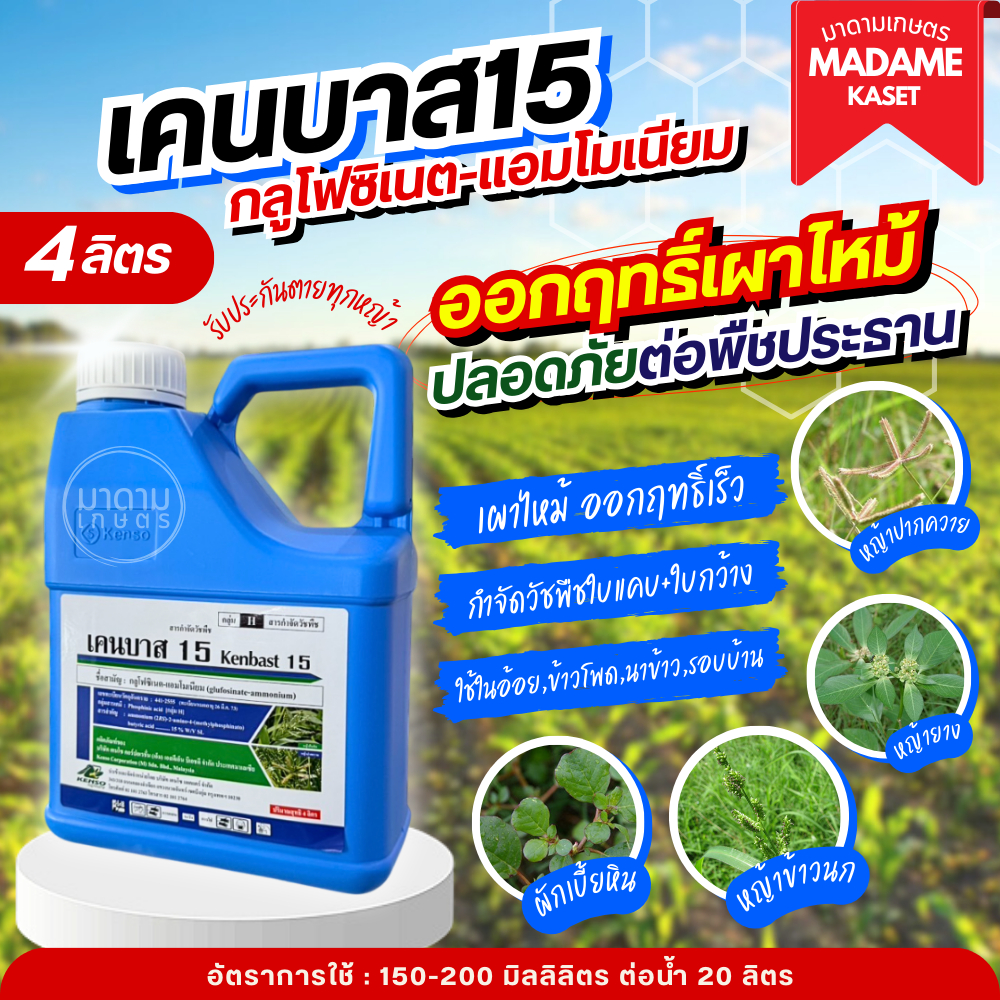 เคนบาส 4 ลิตร (กลูโฟซิเนต แอมโมเนียม) สารกำจัดวัชพืชออกฤทธิ์เผาไหม้หญ้าตายเร็ว ฆ่าหญ้าตายยากทุกชนิด