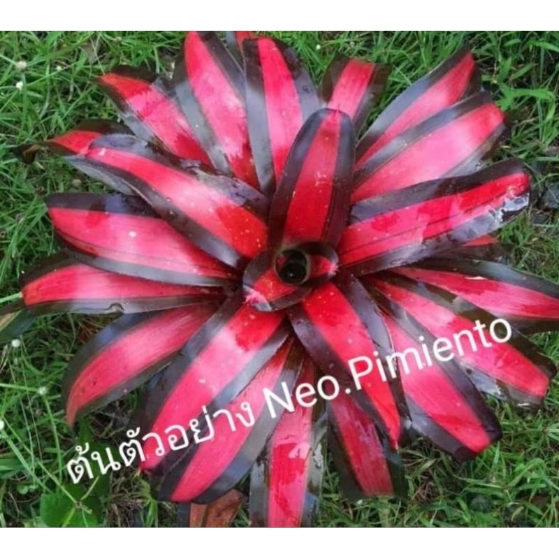 Neo.Pimiento สับปะรดสีหายาก ไม้ด่างแดงดำส่งแบบถอดราก