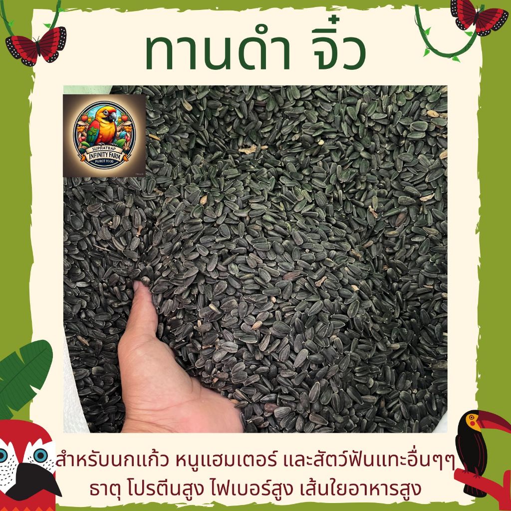 ทานตะวันดำ 3J เม็ดเล็ก เกรดA อาหารนกแก้ว และสัตว์ฟันแทะ สะอาด ร่อนฝุ่นทุกถุง (แบ่งขาย 250G / 500G / 1KG)