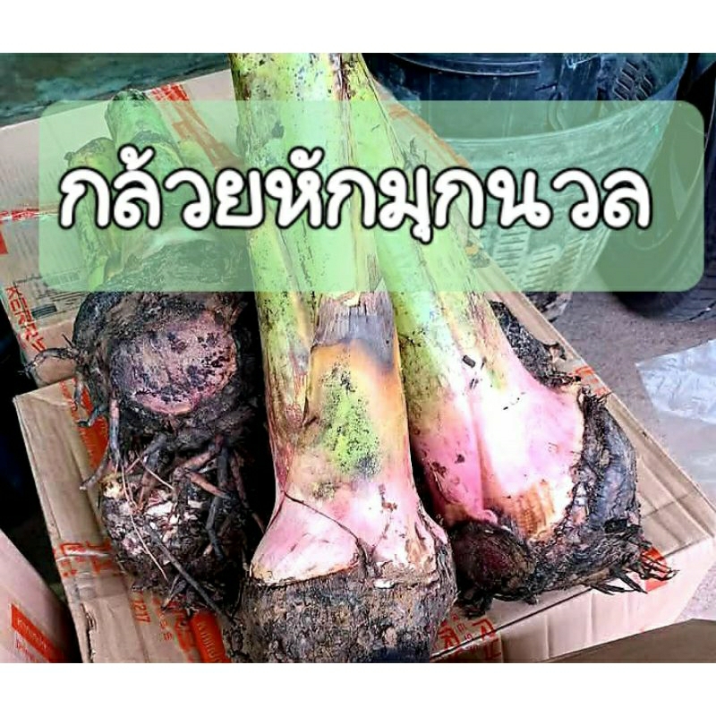 หน่อกล้วยหักมุก ผิวนวล ลูกใหญ่ ขุดใหม่ก่อนส่ง