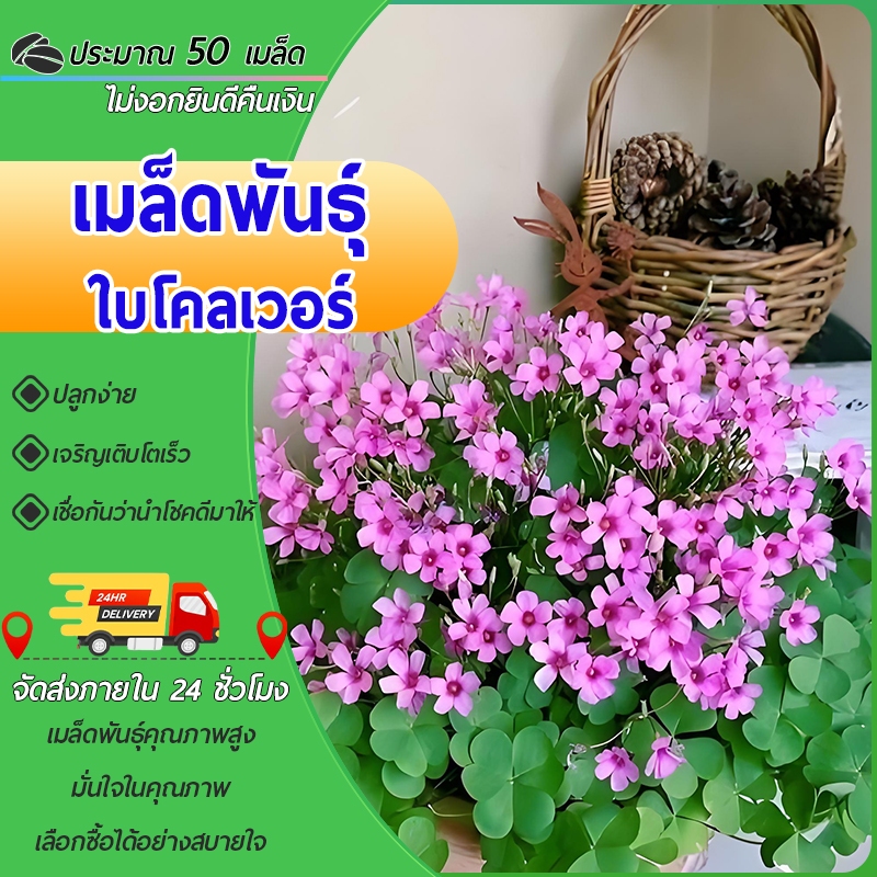 50เมล็ด เมล็ดพันธุ์ใบโคลเวอร์ ใบโคลเวอร์ 4 แฉก ต้นไม้แห่งรัก (Clover) สัญลักษณ์แห่งความโชคดี