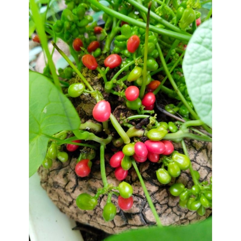 เมล็ดบอระเพ็ดพุงช้าง Stephania suberosa seed ชุด 20 เมล็ด 150 บาท