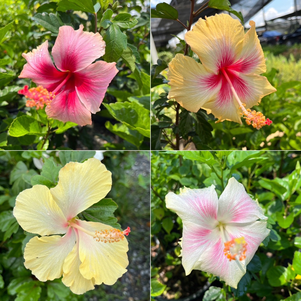 ชบาลอร่าป๊อป สีพาสเทลสวยมาก ชบาออสเตรเลีย Hibiscus, australian hibiscus