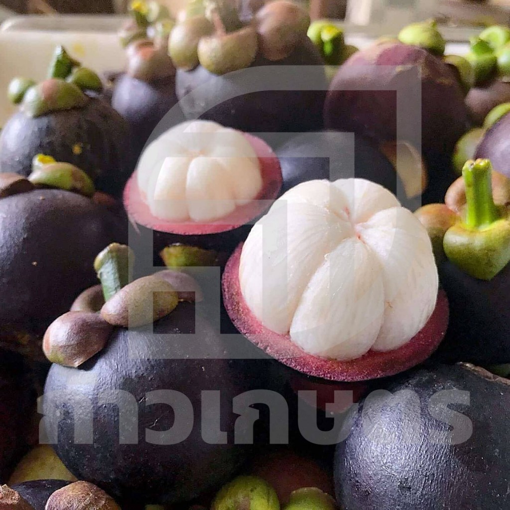 มังคุด ปี69 “คละไซส์“  5 kg  เก็บและส่งวันต่อวันจากสวนจันทบุรี มาตรฐาน GAP