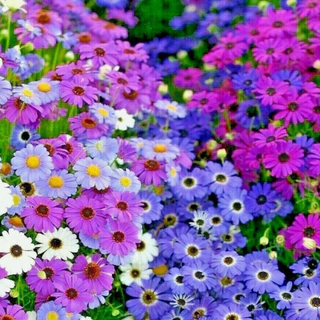 เมล็ดพันธุ์ เดซี่สวอนริเวอร์คละสี 30 เมล็ด Mixed Swan river Daisy เมล็ดพันธุ์แท้100% นำเข้าจากต่างประเทศ