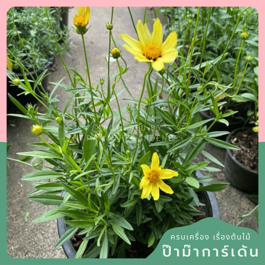 มุมมอง 2