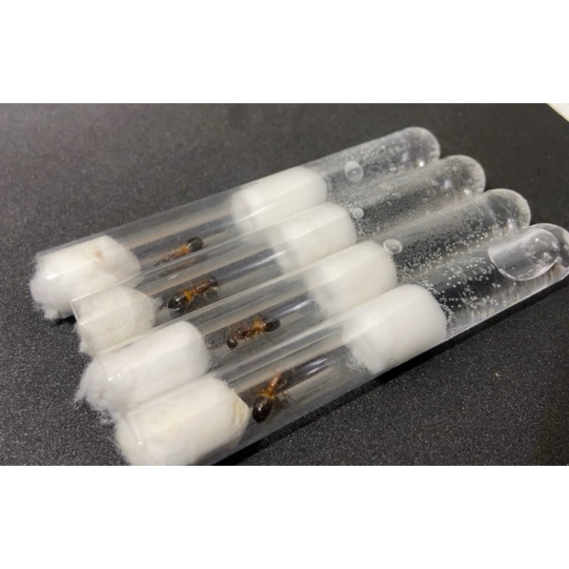 หลอดทดลองเลี้ยง มดตะลานอกส้ม(Camponotus Sp.)