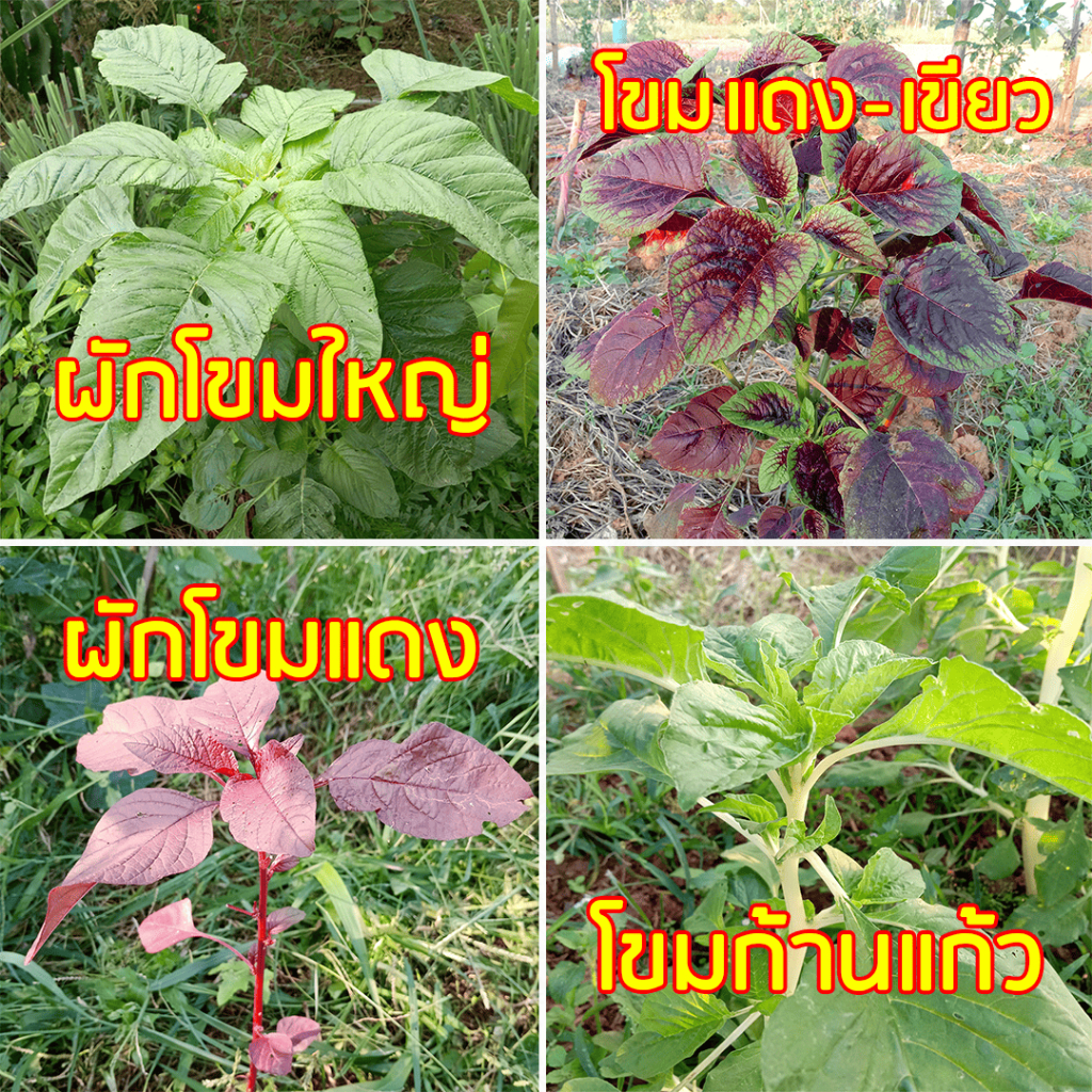 เมล็ดผักโขม ผักโขมใบใหญ่ ผักโขมเขียวแดง ผักโขมแดง ผักโขมก้านแก้ว ผักโขม2สี ## ผักสวนครัว ผักโขมใหญ่ ผักโขม – โปรปัง