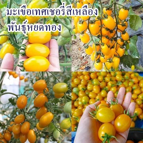 20 เมล็ด เมล็ดมะเขือเทศเชอรี่สีเหลือง พันธุ์หยดทอง (ปลูกง่าย อัตรางอก 85% ลูกเล็ก ผลทรงรีสีเหลือง ออกผลเป็นพวงช่อ) – โปรปัง