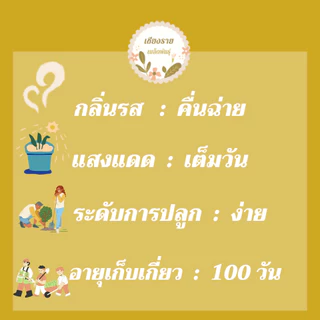 เมล็ดพันธุ์ คื่นฉ่ายยักษ์ คื่นฉ่ายฝรั่ง เซเลอรี่ 150เมล็ด Celery Utah Seedเมล็ดพันธุ์แท้100%นำเข้าจากต่างประเทศ ปลูกผัก