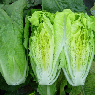 เมล็ดพันธุ์ ผักสลัด ปารีสไอแลนด์คอส 150 เมล็ด Parris island Cos Lettuce Seed เมล็ดพันธุ์แท้ นำเข้าจากต่างประเทศ โตไว