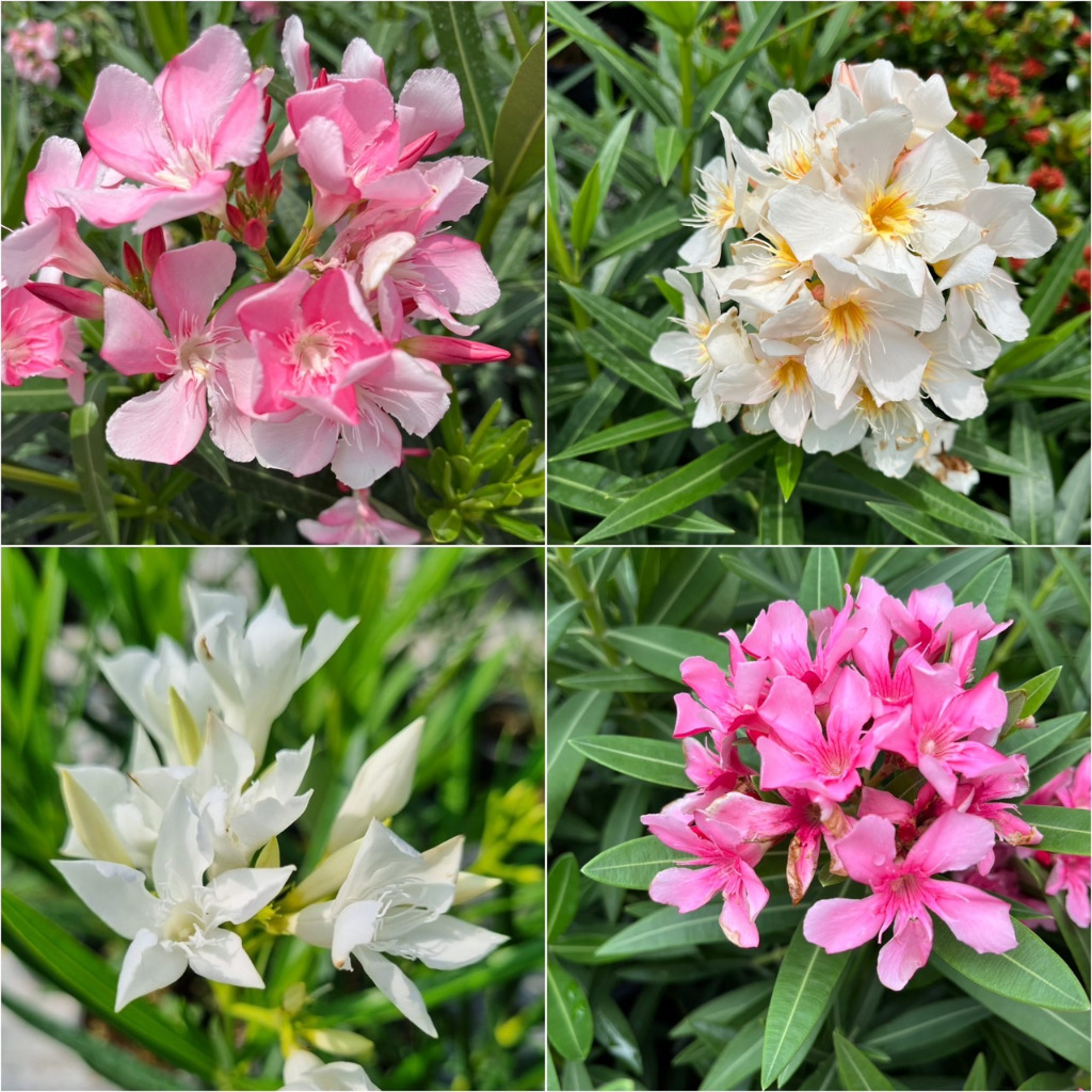 ต้นยี่โถ ไม้ดอกดูแลง่ายออกดอกสวยทั้งปี มีหลายสีให้เลือก Oleander, Sweet Oleander