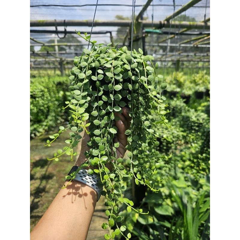 ต้นกระดุมเขียว กระถาง4" พร้อมลวดแขวน