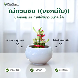 ไผ่กวนอิม ไม้มงคล พร้อมกระถาง ((รุ่นมีใบ ปลูกในน้ำ)) ขนาดเล็ก 2 นิ้ว ต้นไม้วางบนโต๊ะทำงาน ต้นไม้มงคล