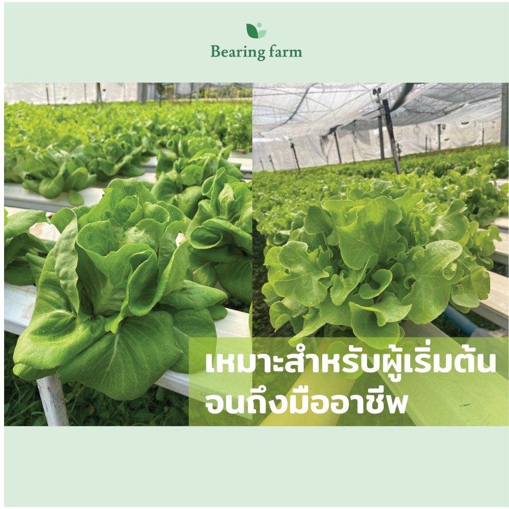 ปุ๋ย AB ขนาด 1 ลิตร สูตรเข้มข้น โตไว ปลอดภัย