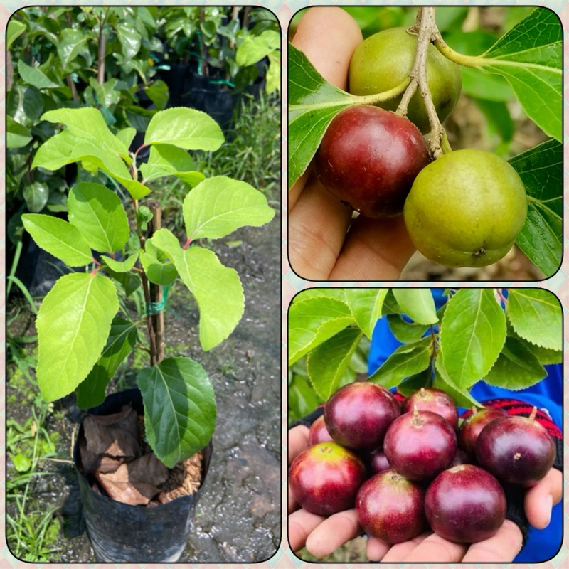 ต้นตะขบยักษ์ ไร้หนาม ผลใหญ่ผลดก (สูง 30-50cm)