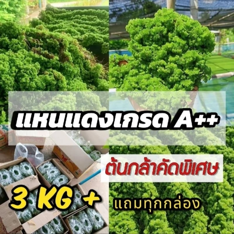 ☘️แหนแดงคัดพิเศษ 3 กิโลกรัม💥เเถมฟรี อีก300 กรัม #ส่งฟรี #ส่งไว