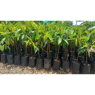ต้นทุเรียนหมอนทองโล๊ะแปลง🌱จัดชุด 1ชุด 3 ต้น