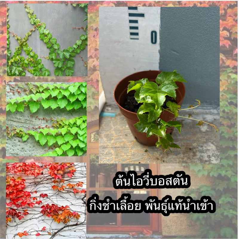 ต้นไอวี่บอสตัน / Boston Ivy ตัวนี้เหมาะกับการเกาะกำแพง เลื้อยได้ไกลและยังเปลียนสีได้ทั้งอากาศร้อนและเย็นใบสามแฉกขนาดใหญ่