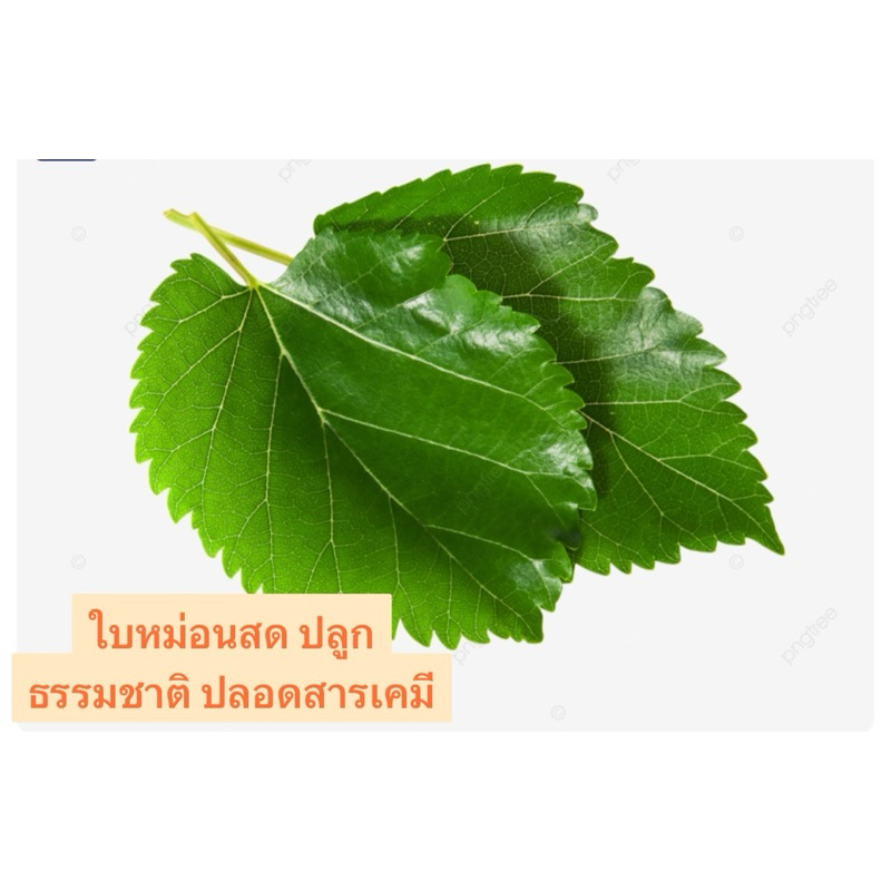 ใบหม่อนสด  ปลอดสาร Freash Mulberry Leaves คนกินดี สัตว์กินได้ เต่า ,กุ้ง หนอนไหม ปลูกธรรมชาติ ปลอดสารพิษ เก็บสดพร้อมส่ง