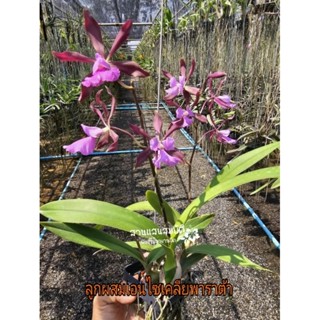 กล้วยไม้ลูกผสมเอนไซเคลียพาราต้า กอใหญ่ๆ