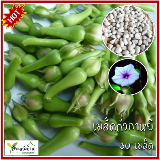 30 เมล็ด ถั่วกาหยี เมล็ดถั่วกาหยี ถั่วท้ายล่อ เมล็ดถั่วท้ายล่อ