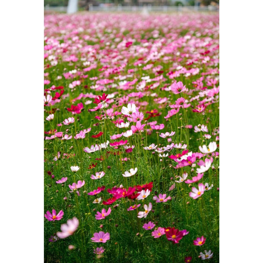 ต้นพันธุ์ คอสมอส  ถุงดำ 29 บาท พร้อมปลูก Cosmos ดาวกระจายฝรั่ง ปลูกง่ายโตไว