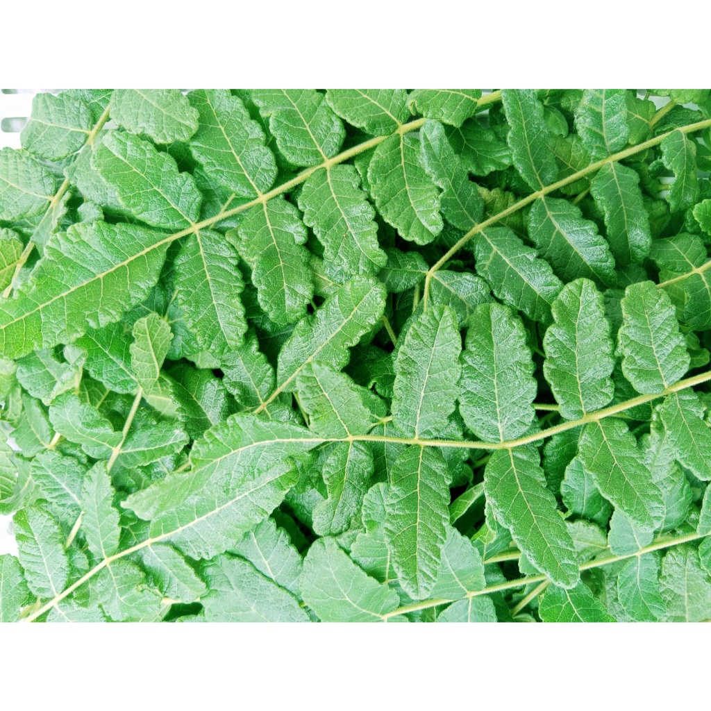ใบกำยานโอมานสด จากต้นกำยานโอมานแท้ ๆ  Boswellia sacra
