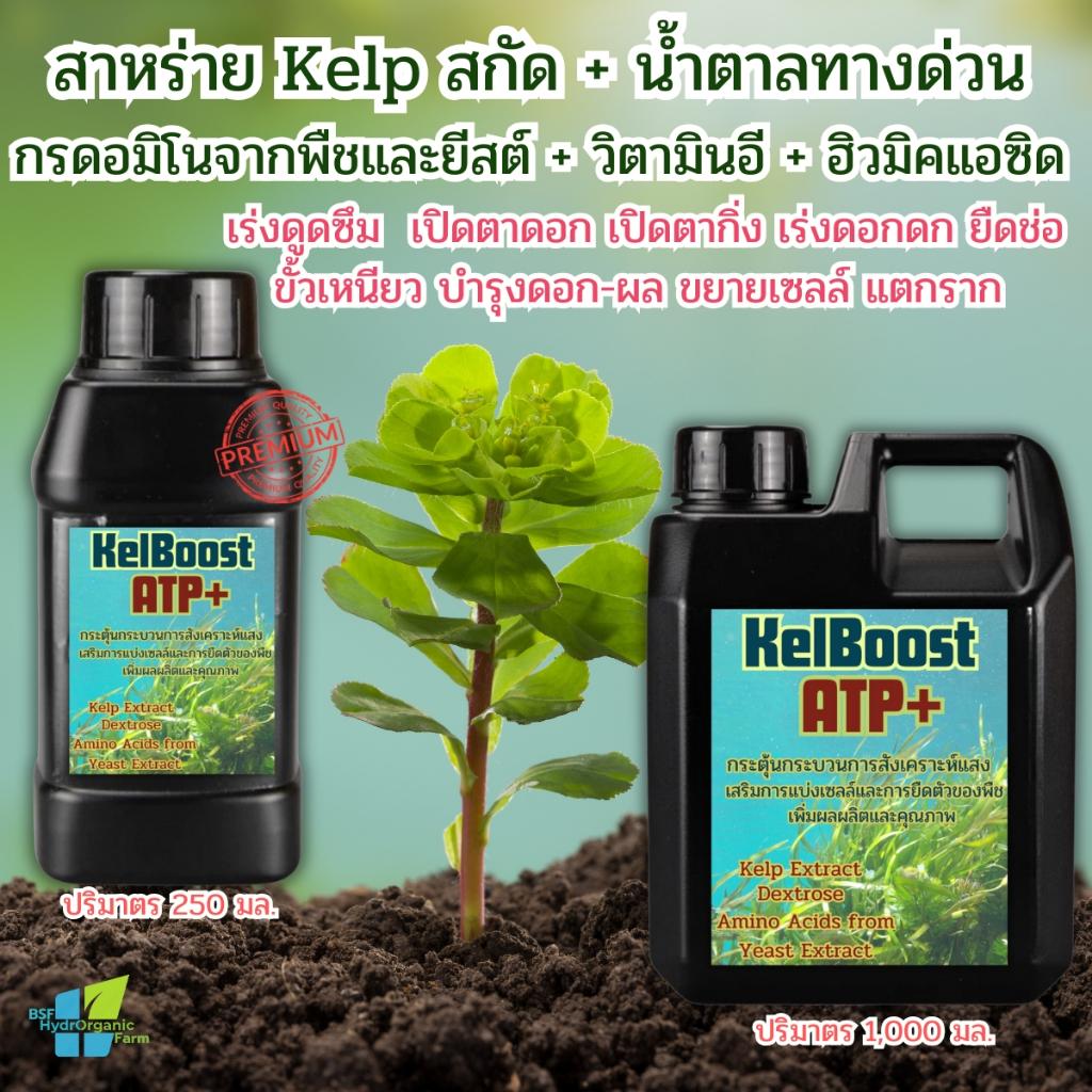 สาหร่ายเคลป์สกัดเข้มข้น +อะมิโน+ ฟลูวิค ฮอร์โมนเร่งโตใวใบเขียว กิ่งก้านใหญ่ใบอวบ สะสมสารอาหาร