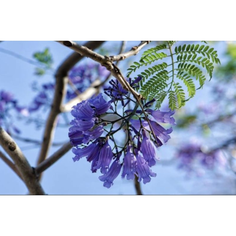 ต้นศรีตรัง สูง2ม. ขึ้นไป ต้นใหญ่
พร้อมส่งค่ะ

 - รูปที่ 2