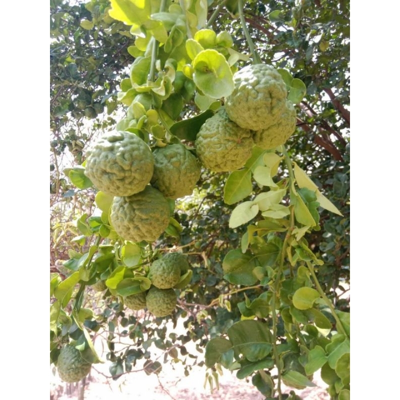 ต้นมะกรูด 1 ต้นถุงดำต้นเล็ก ประมาณ 10-15 ซม.🌱