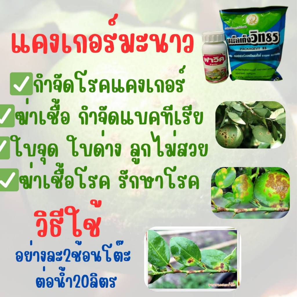 โรคมะนาว แคงเกอร์มะนาว ส้ม มะกรูด ขี้กลาก ใบจุด สนิม แบคทีเรีย หยุดโรค