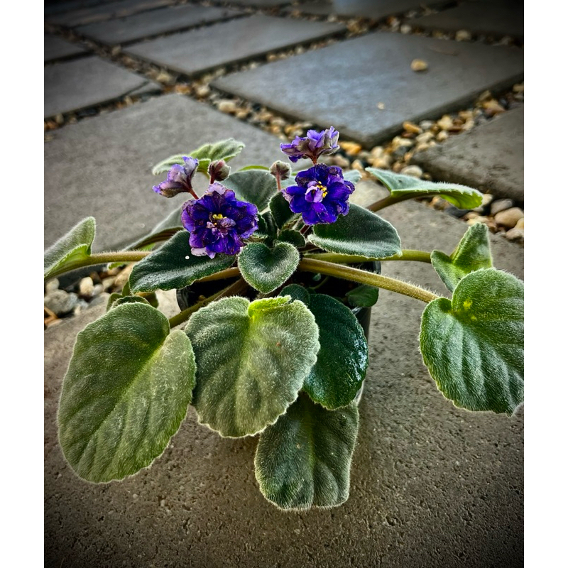 African Violet /  Saintpaulias ต้น แอฟริกัน ไวโอเล็ต / อัฟริกันไวโอเล็ต ไม้ดอก ไม้ประดับในร่ม ถิ่นกำ