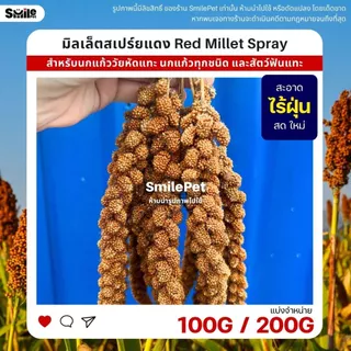 มิลเล็ตสเปร์ยแดง อาหารนกแก้ว หนูแฮมสเตอร์ และสัตว์ฟันแทะ Red Millet Spray (แบ่งขาย 100G / 200G)