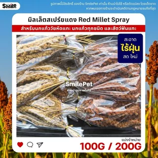 มิลเล็ตสเปร์ยแดง อาหารนกแก้ว หนูแฮมสเตอร์ และสัตว์ฟันแทะ Red Millet Spray (แบ่งขาย 100G / 200G)