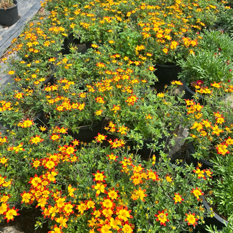 ไบเด้น สีเหลือง แดง ขนา￼ด 8 นิ้ว ไม้ดอกไม้ประดับแต่งสวน - รูปที่ 5