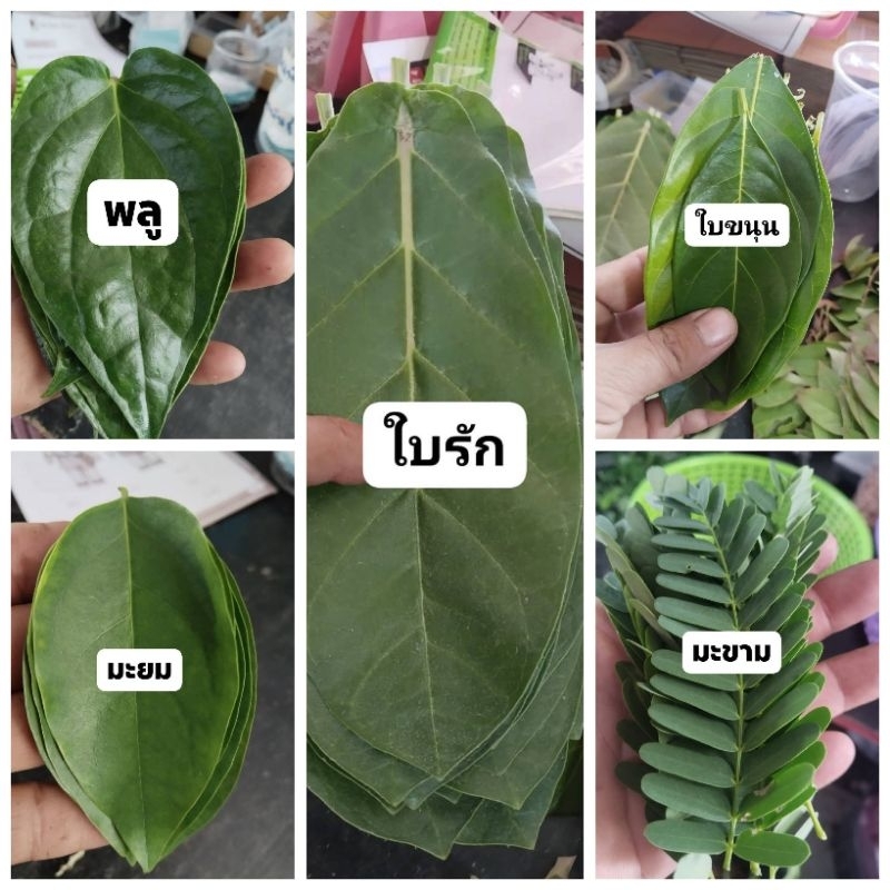 ใบไม้มงคล ชุด5ชนิด100บาทชนิดละ20ใบ(รัก มะยม มะขาม ขนุน พลู) ถ้าสนใจชนิดอื่นนอกจากนี้ให้อินบล็อกพูดคุยก่อนสั่งนะคะ