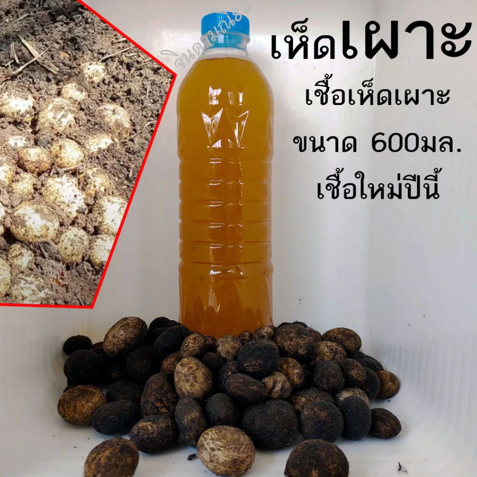 เชื้อเห็ดเผาะหนัง | สูตรเส้นใยบริสุทธิ์(ส่งทุกวัน) เดินเชื้อเร็ว | โอกาสเกิดสูงขึ้น | สูตรเฉพาะ| 600 มล.