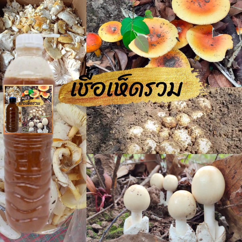เชื้อเห็ดป่ารวม (ระโงก – เผาะหนัง – ตะไคล) | สูตรเส้นใยบริสุทธิ์ เดินเชื้อเร็ว | โอกาสเกิดสูงขึ้น | สูตรเฉพาะ พร้อมส่ง |