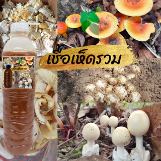 เชื้อเห็ดป่ารวม (ระโงก – เผาะหนัง – ตะไคล) *ส่งด่วนทุกวัน*| สูตรเส้นใยบริสุทธิ์ เดินเชื้อเร็ว | โอกาสเกิดสูงขึ้น
