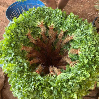 ตราลูกโลก เมล็ดผักชี เติมเต็ม Coriander เมล็ดพันธุ์ผัก ผักสวนครัว ผักซอง