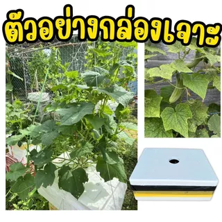 ที่เจาะรูปลูกผักไฮโดรโปนิกส์ 5 ขนาด ชุดที่เจาะรู 5 ขนาด เจาะรูกล่องโฟมปลูกผักไฮโดรโปนิกส์