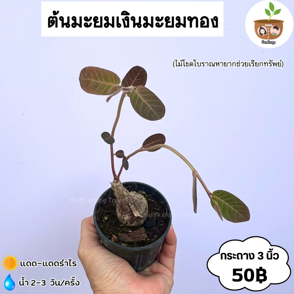ต้นมะยมเงินมะยมทอง จัดส่ง 2 ต้นขึ้นไป คละแบบได้