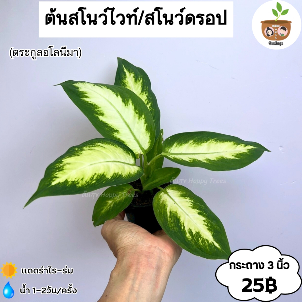 ต้นสโนว์ไวท์ จัดส่ง 2 ต้นขึ้นไป คละแบบได้