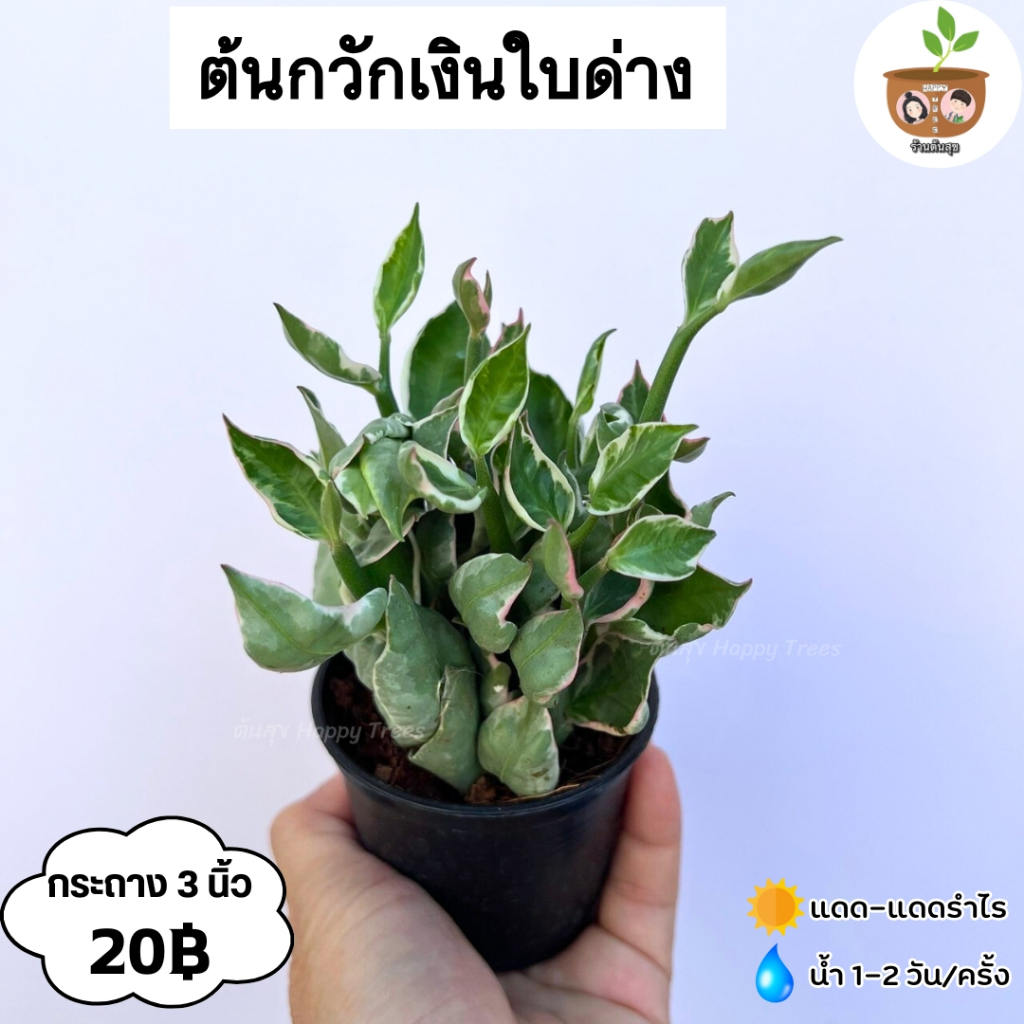 ต้นกวักเงินใบด่าง จัดส่ง 2 ขึ้นไป คละแบบได้ ต้นไม้มงคลจิ๋ว