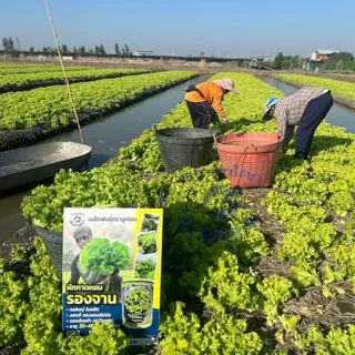 ตราลูกโลก เมล็ดผักกาดหอม รองจาน Lettuce เมล็ดพันธุ์ผัก ผักสวนครัว ผักซอง