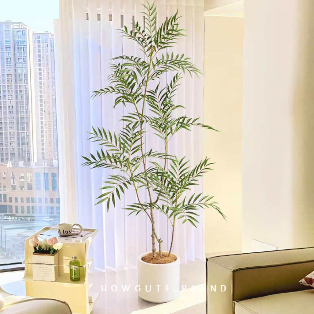 PRE14วันค่ะ BAMBOO PALM (ต้นปาล์มไผ่) ฟอร์มต้นสวย รูปที่ 3