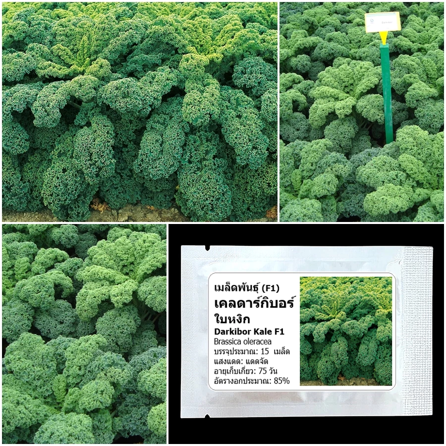 เมล็ดพันธุ์เคล ดาร์กิบอร์ ใบหงิก Darkibor Kale F1 Seed 15 เมล็ด คุณภาพดี ของแท้ 100%