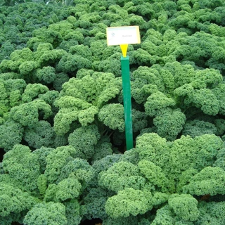 เมล็ดพันธุ์เคล ดาร์กิบอร์ ใบหงิก Darkibor Kale F1 Seed 15 เมล็ด คุณภาพดี ของแท้ 100%